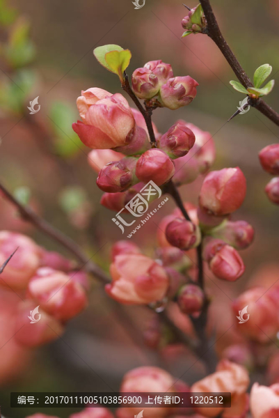紅色的花-匯圖網(wǎng) www.fosd68.com 紅色的花