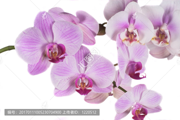 蘭花
