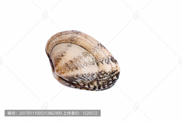殼