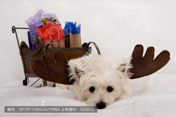 穿了Westie,Reindeer