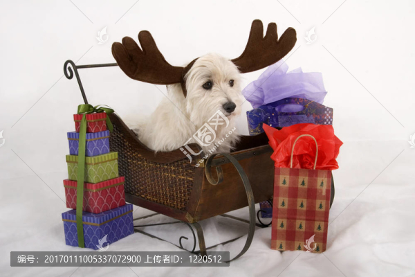 在一個雪橇Reindog