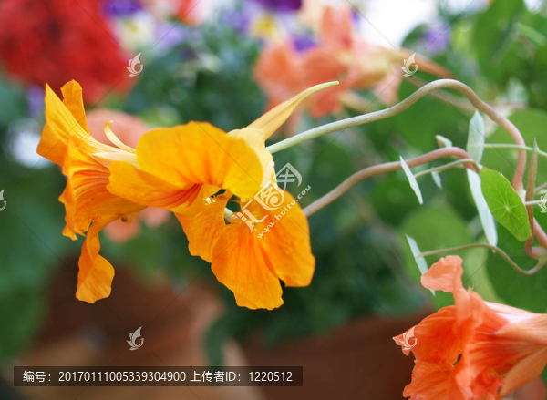 花壇
