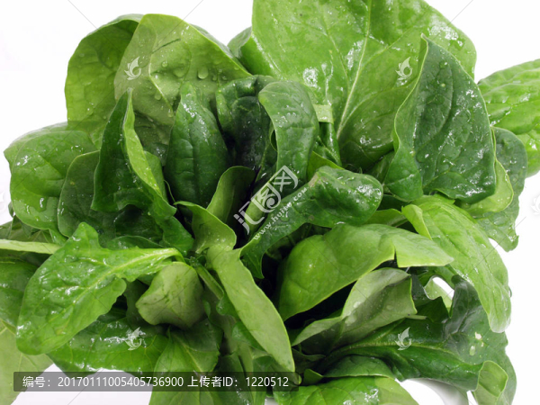 菠菜