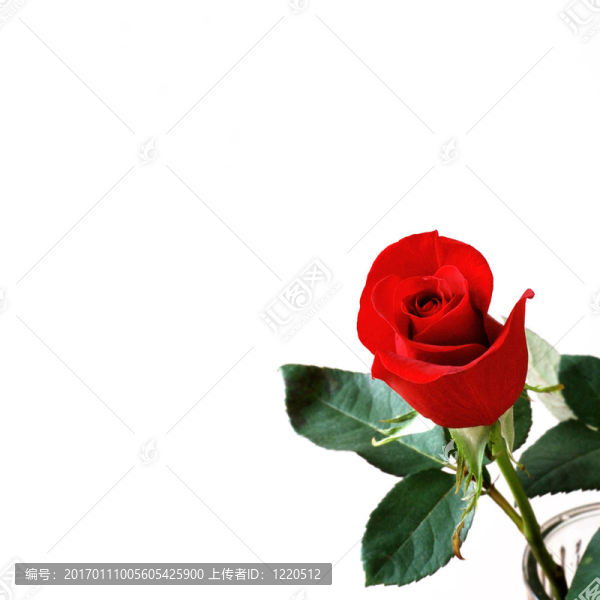 玫瑰花蕾