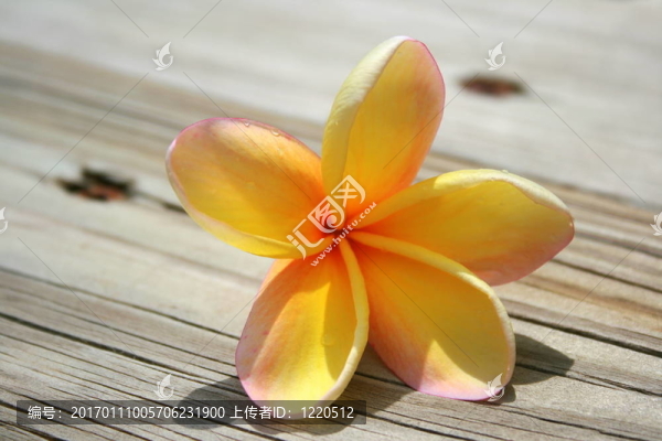 花材