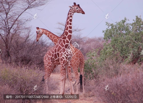 2只長頸鹿