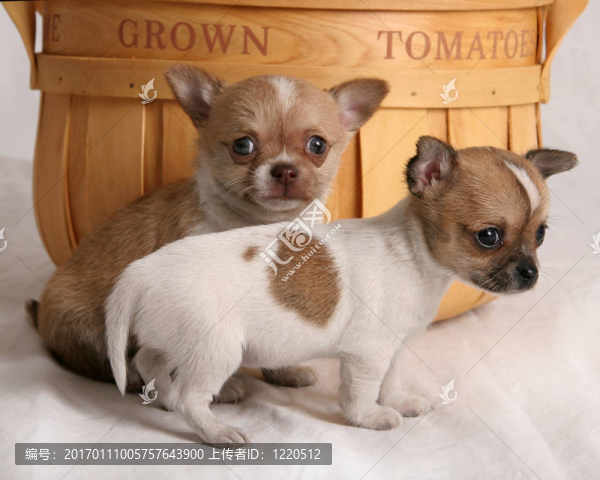 兩個(gè)小奇瓦瓦-匯圖網(wǎng) www.fosd68.com 兩個(gè)小奇瓦瓦