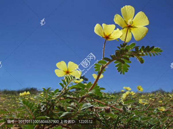 黃色的花