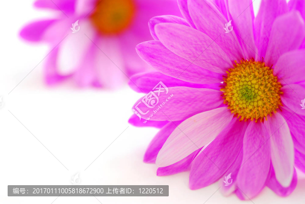 粉紅色的花