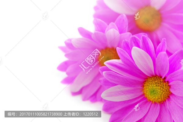 粉紅色的花