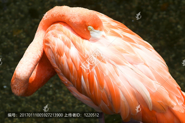 大火烈鳥(niǎo)