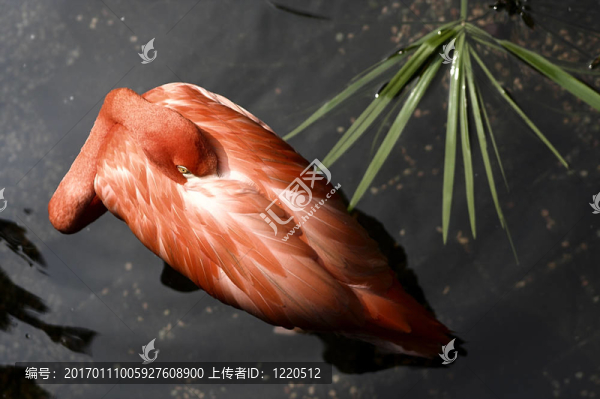 大火烈鳥