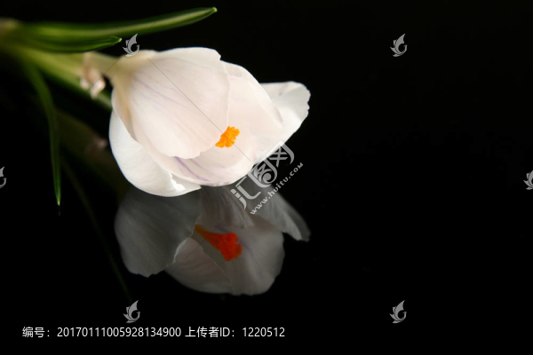 白番紅花