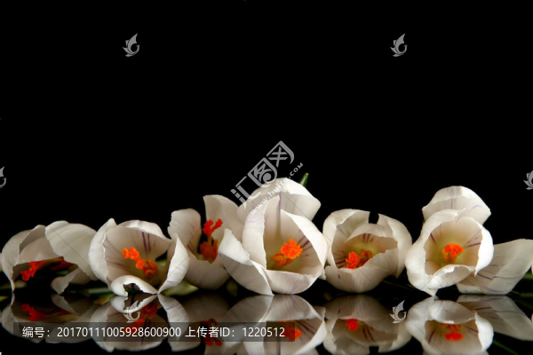 白番紅花