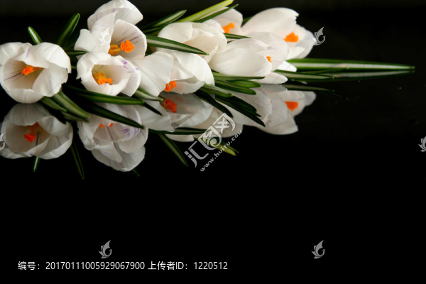 白番紅花