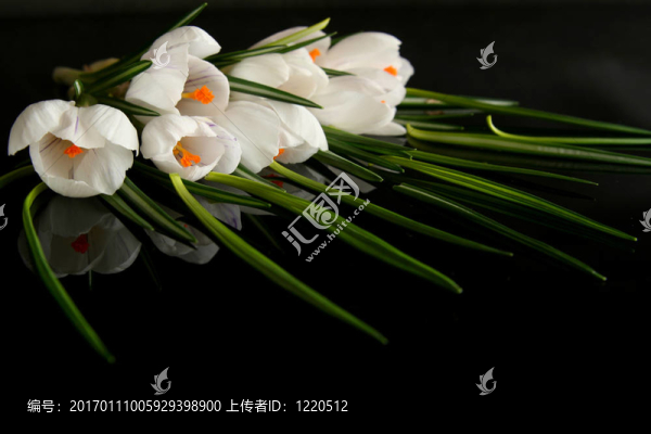 白番紅花