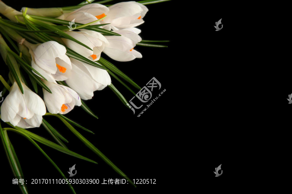 白番紅花
