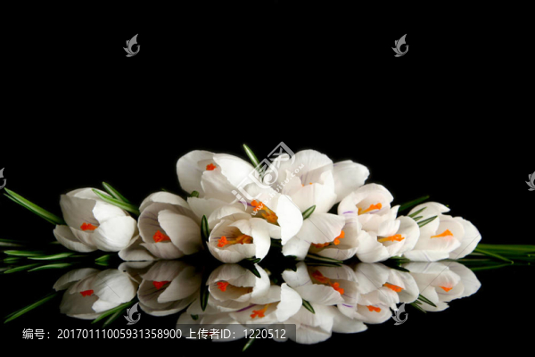 白番紅花