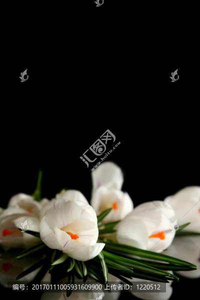 白番紅花