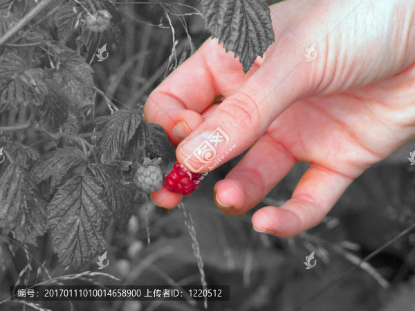 raspber,berrypicking