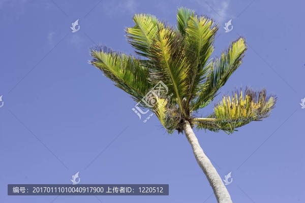 風(fēng)中的棕櫚樹