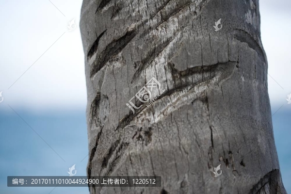 樹特寫