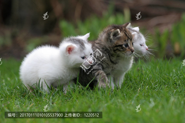 一連三只小貓