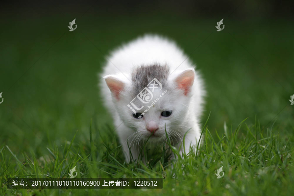 小探險家