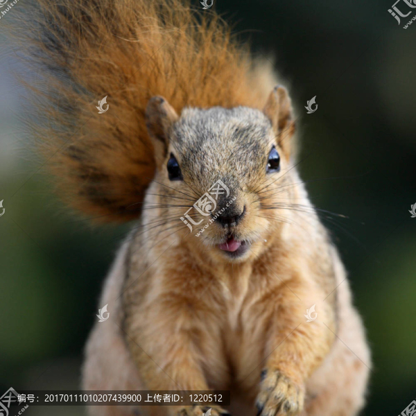 可愛的松鼠-匯圖網(wǎng) www.fosd68.com 可愛的松鼠