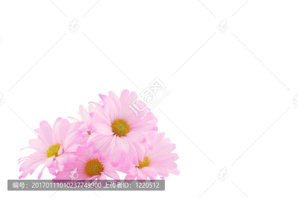 雛菊的背景