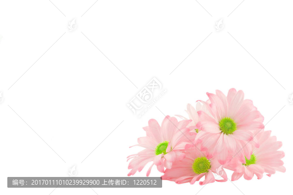 雛菊的背景