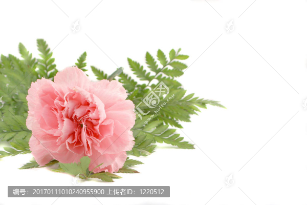 粉紅色的康乃馨