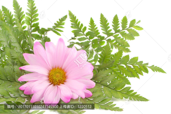 粉紅色的雛菊