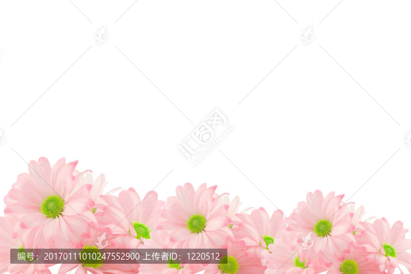 雛菊的背景