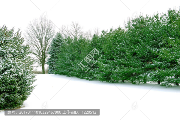 白冬雪中的常青松樹(shù)