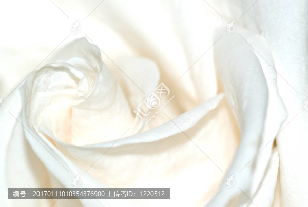 白玫瑰的宏