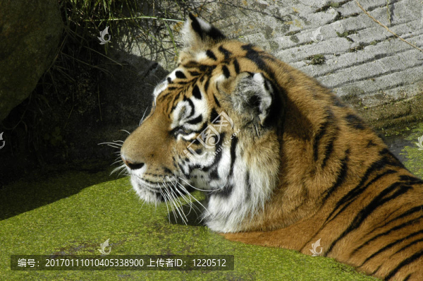 水中老虎