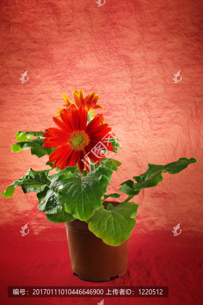 格伯在一個(gè)花盆