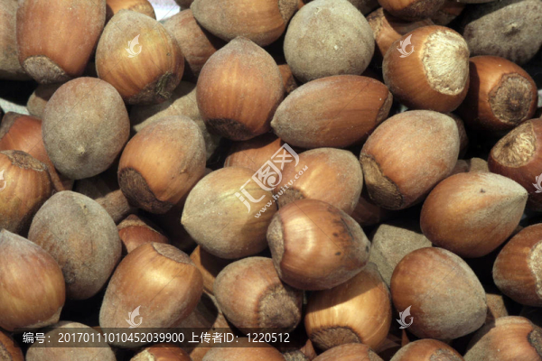 堅(jiān)果-匯圖網(wǎng) www.fosd68.com 堅(jiān)果