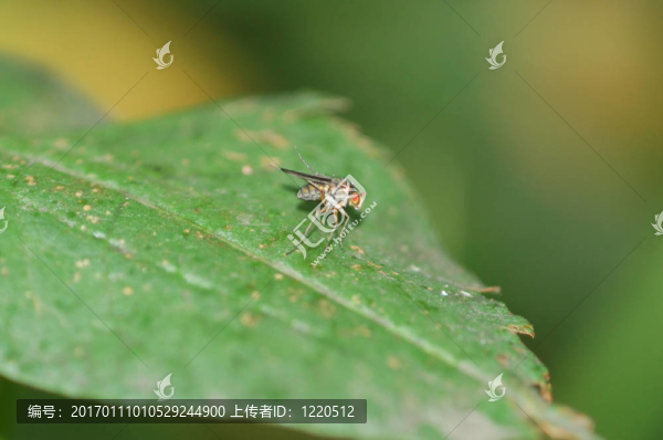 飛航班-匯圖網(wǎng) www.fosd68.com 飛航班