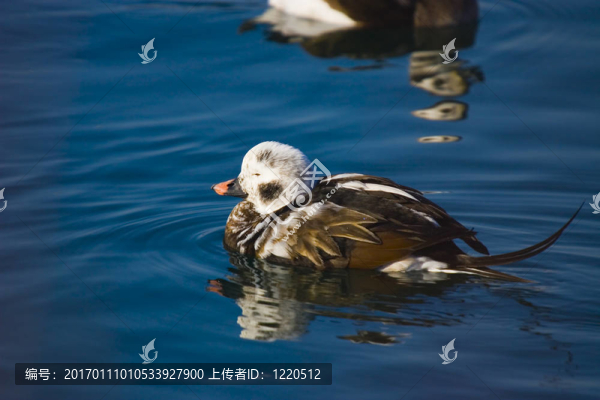 oldsquaw是舊的名字