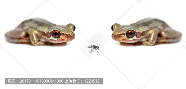 兩只青蛙一只蒼蠅