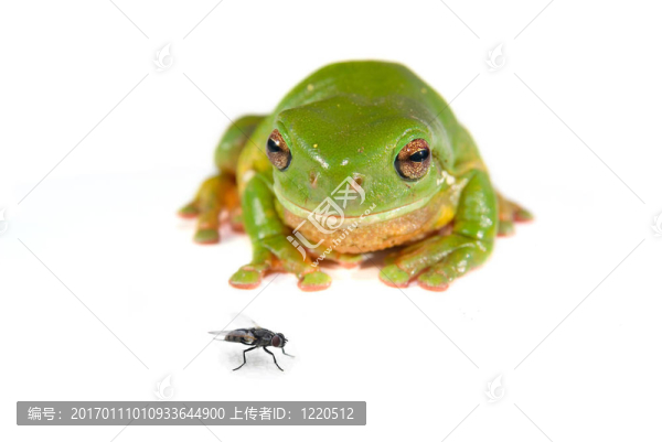 綠樹蛙白
