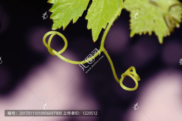 卷須與葉