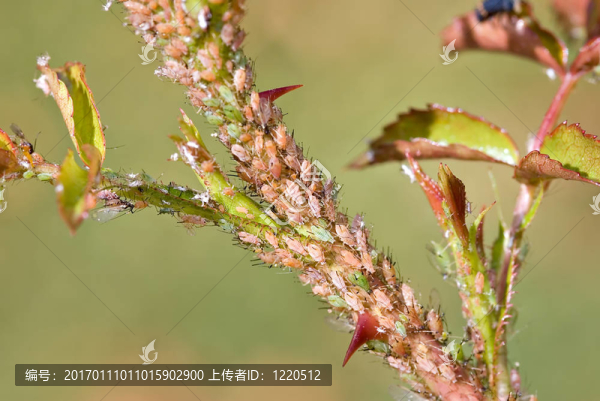 薔薇科蚜蟲(chóng)
