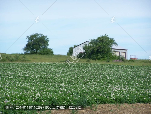土豆和Barn-匯圖網(wǎng) www.fosd68.com 土豆和Barn
