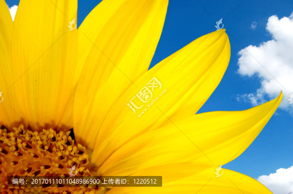 向日葵與藍(lán)天