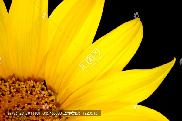 鮮葵花分離