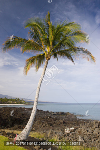 夏威夷棕櫚和Beach