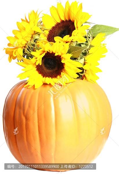 南瓜和向日葵